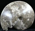 Polished Ammonite (Choffaticeras?) - Goulmima, Morocco #27367-2